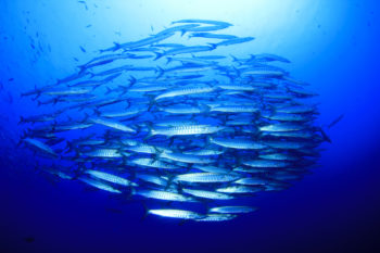 Catch Word #34 – There are plenty of fish in the sea