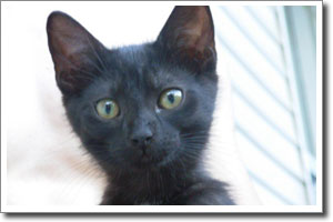 Chatterbox #48 – Pets