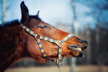 Catch Word #123 – Never look a gift horse in the mouth