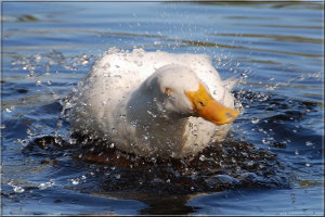 Catch Word #135 – Like water off a duck’s back