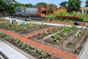 Simplified Speech #2 – Gardening