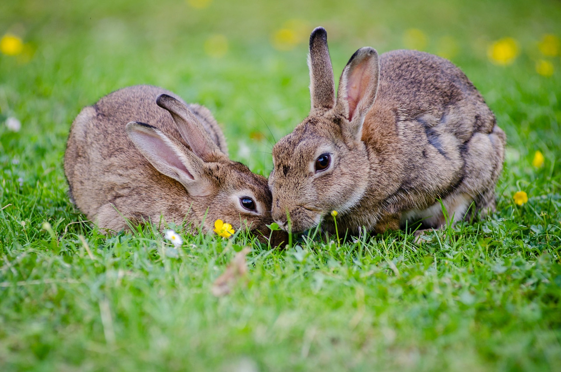 Simplified Speech #020 – The curious case of the UVic bunnies