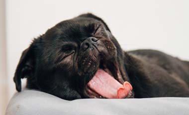 Simplified Speech #043 – Sleep tips