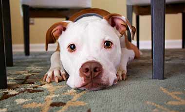 Simplified Speech #069 – Talking about pets