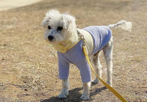 Simplified Speech #118 – Meet Pinky, Andrew’s new dog