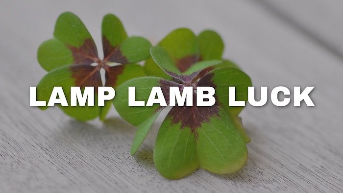 Bonus Episode #049 – Lamp, lamb, luck